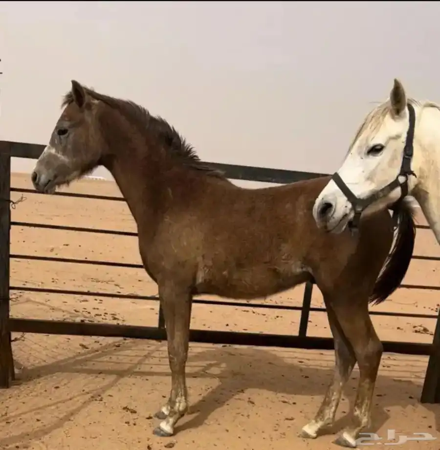 مهر 0