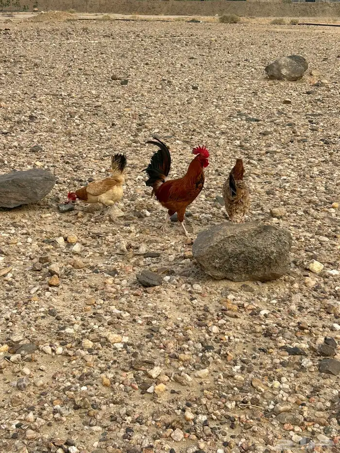 للبيع فقط ديك 1