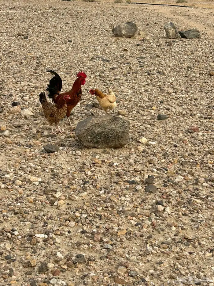 للبيع فقط ديك 2