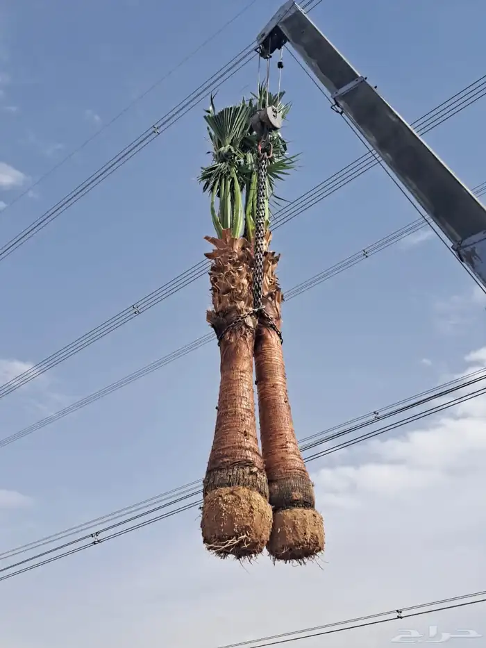 نخل واشنطونيا 3