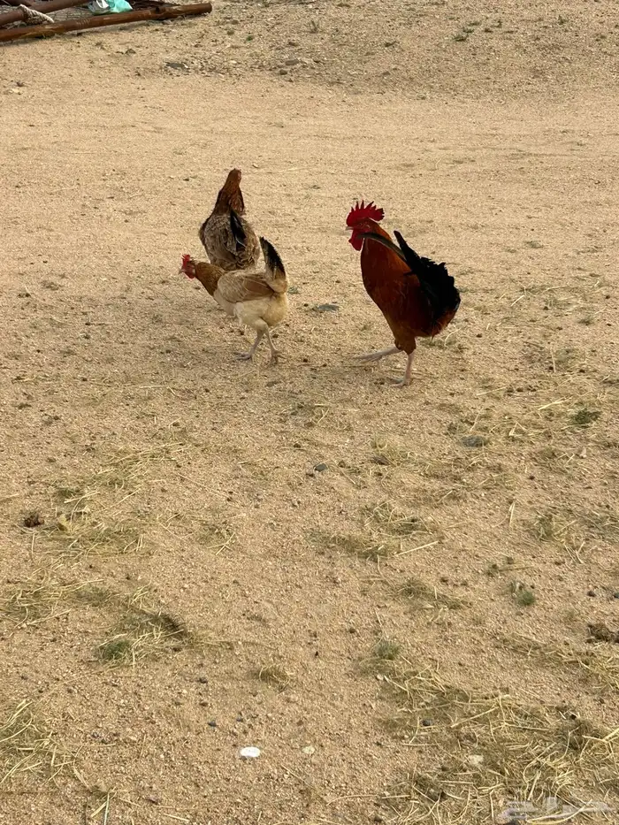 للبيع فقط ديك 5