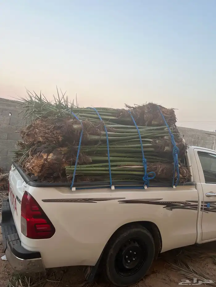 نخل مثمر للبيع مع التوصيل والغرس 3