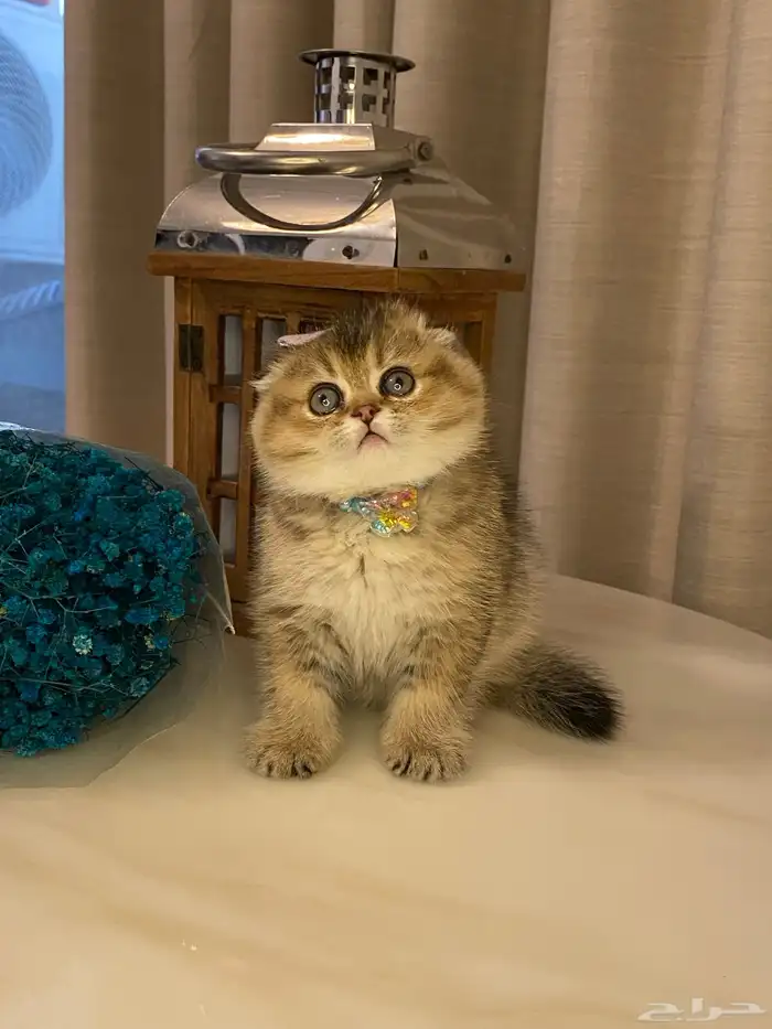 قطط للبيع سكوتش 2