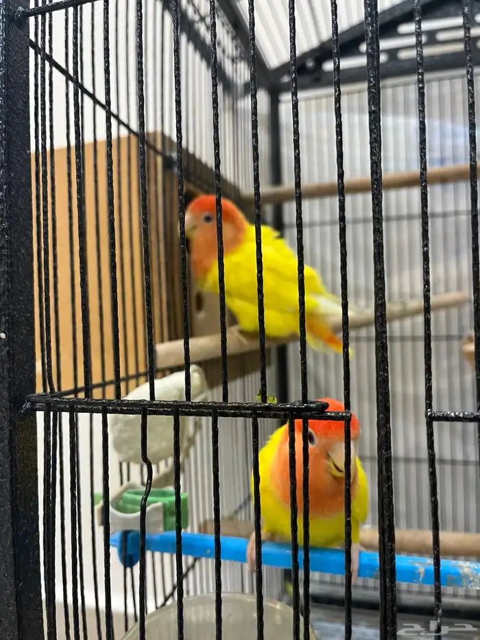 روز 2