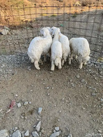 طليان جذعان كفوا تم البيع 0
