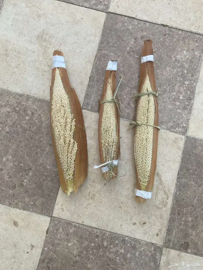 لقاح نخل انتاج هذي السنة 1446 1