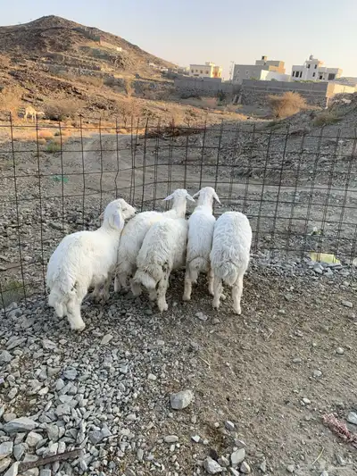 طليان جذعان كفوا تم البيع 6