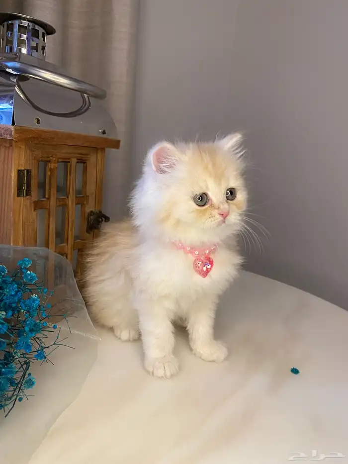 قطط للبيع سكوتش 1