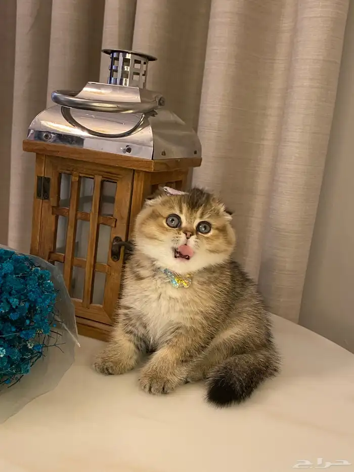 قطط للبيع سكوتش 5