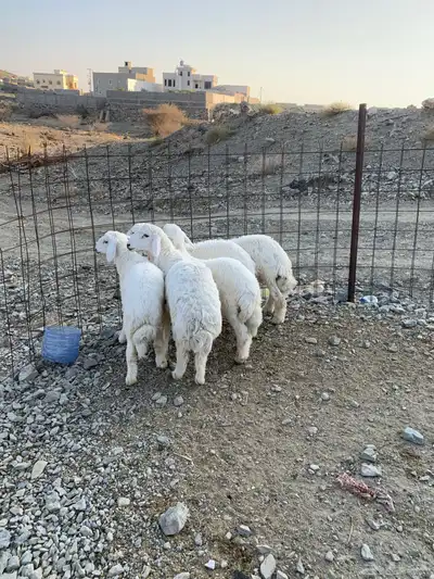 طليان جذعان كفوا تم البيع 2