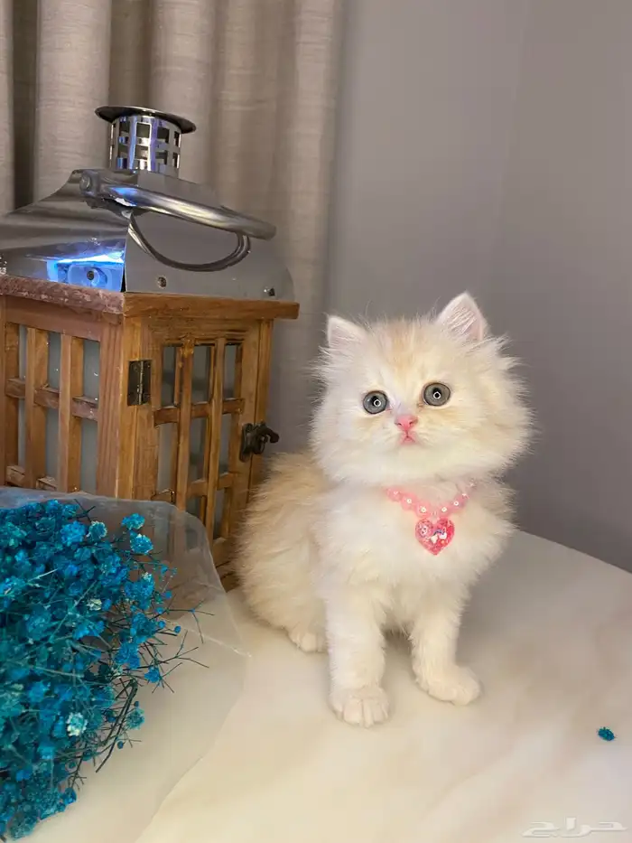 قطط للبيع سكوتش 0