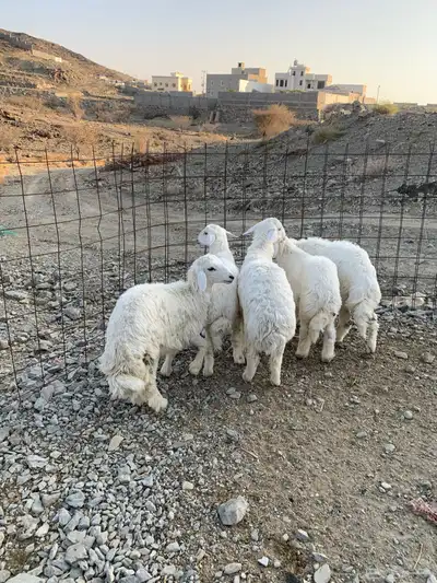 طليان جذعان كفوا تم البيع 4