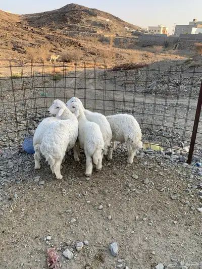 طليان جذعان كفوا تم البيع 1