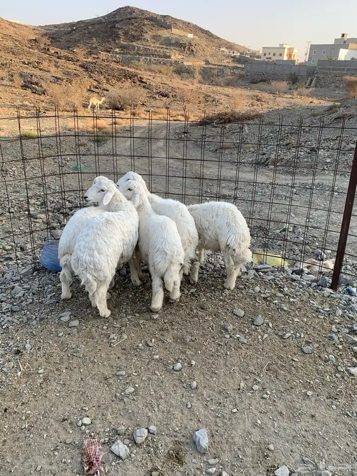 طليان جذعان كفوا تم البيع 1