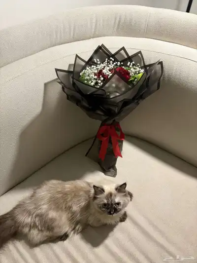 قطه 0