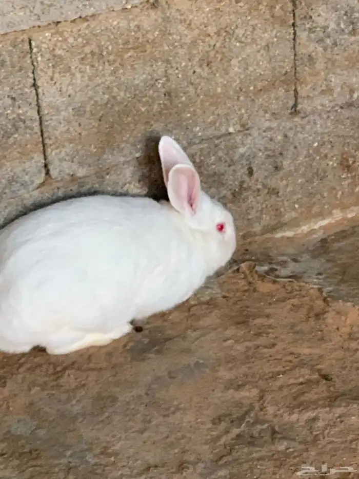 للبيع ذكر فرنسي 0