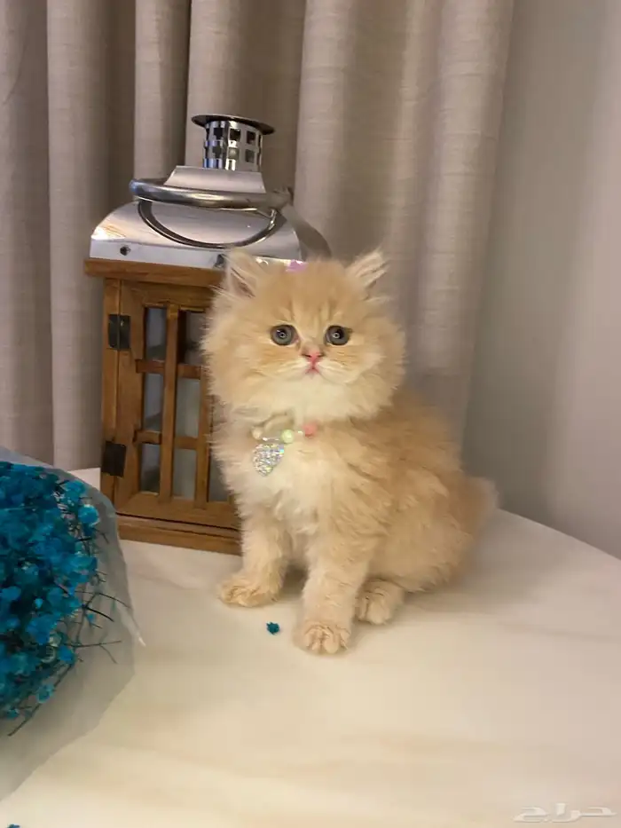 قطط للبيع سكوتش 6