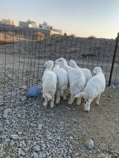 طليان جذعان كفوا تم البيع 3