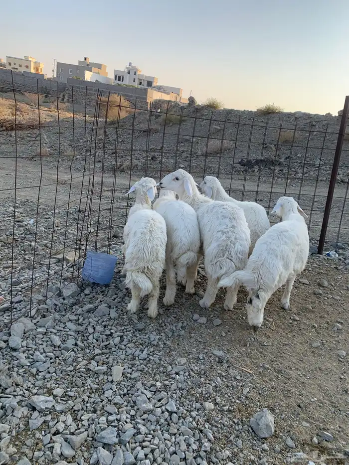 طليان جذعان كفوا تم البيع 3