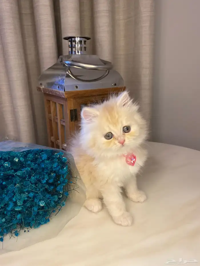 قطط للبيع سكوتش 7