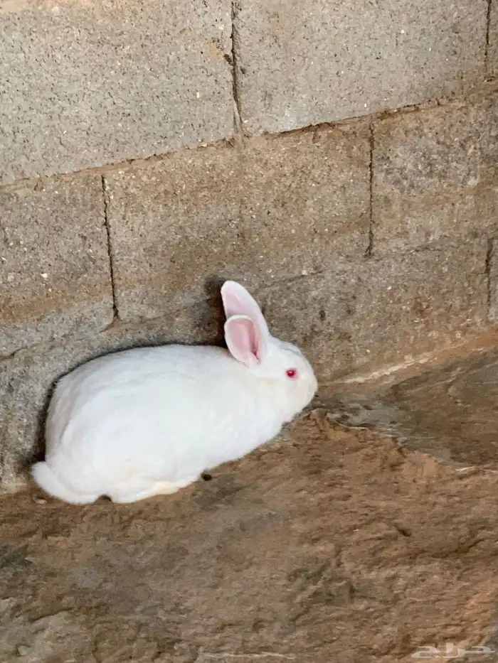 للبيع ذكر فرنسي 1