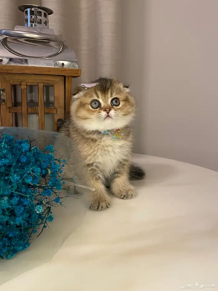 قطط للبيع سكوتش 3