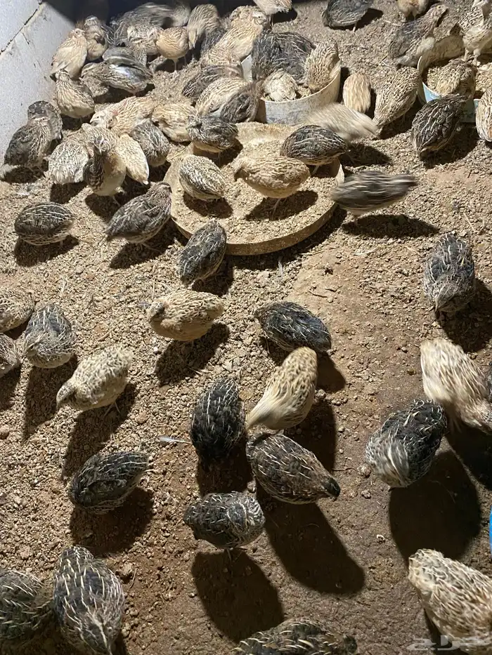 سمان للاكل او سمان ل التربيه او بيض سمان 0