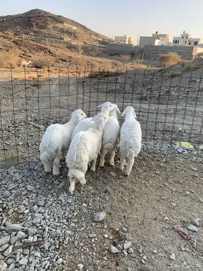 طليان جذعان كفوا تم البيع 8