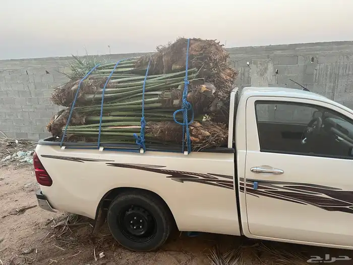 نخل مثمر للبيع مع التوصيل والغرس 2