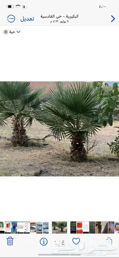 نخل واشنطني 1