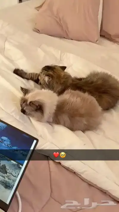 قطه 8