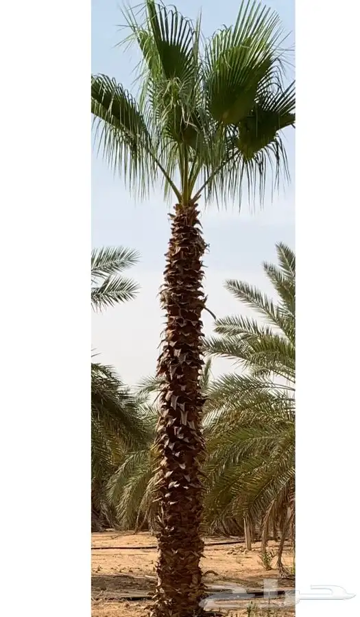 نخل واشنطني 2