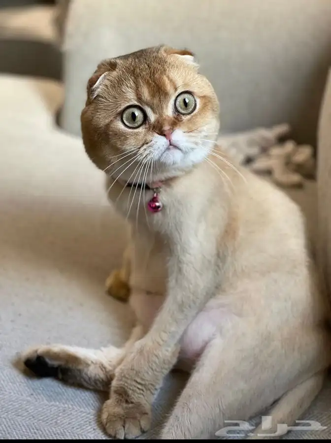 متاح فندقة وتزاوج قطط مستويات توب التوب 5