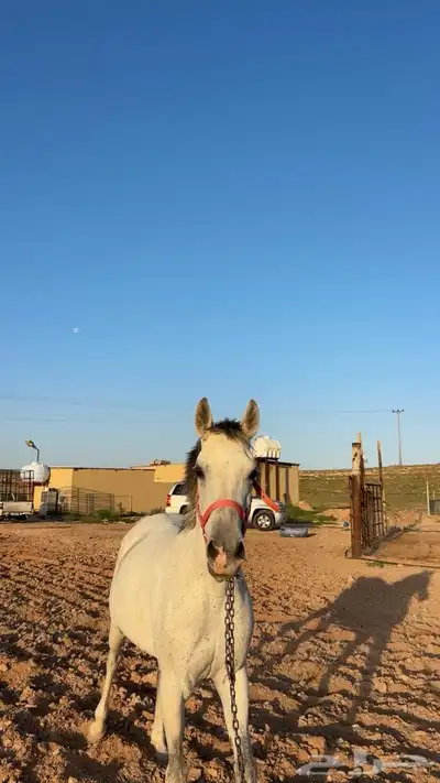 للبيع فرس 6