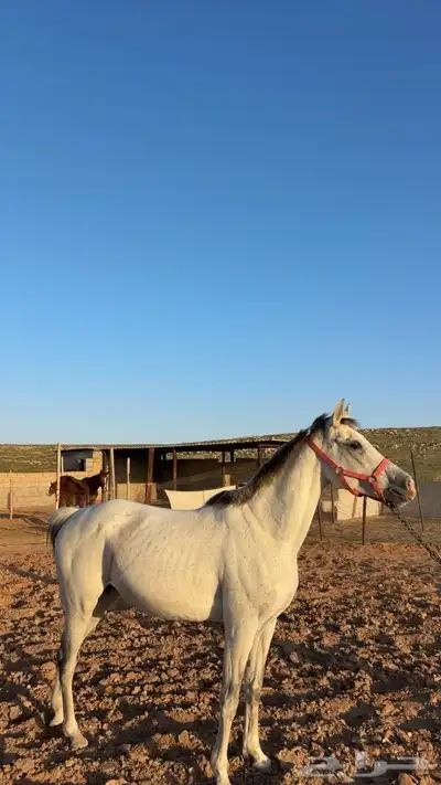 للبيع فرس 2