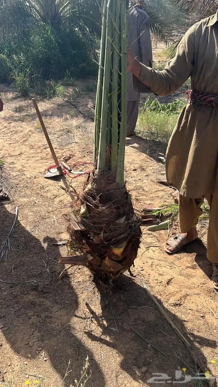 نخل مثمر للبيع مع التوصيل والغرس 1
