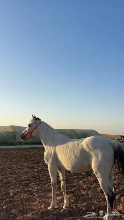 للبيع فرس 5