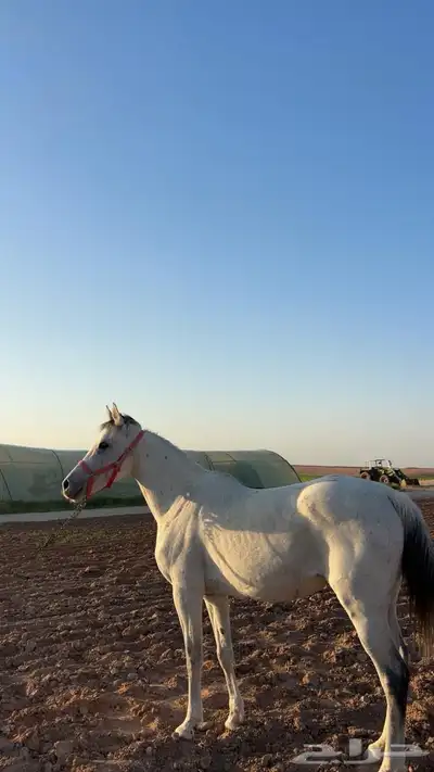 للبيع فرس 3