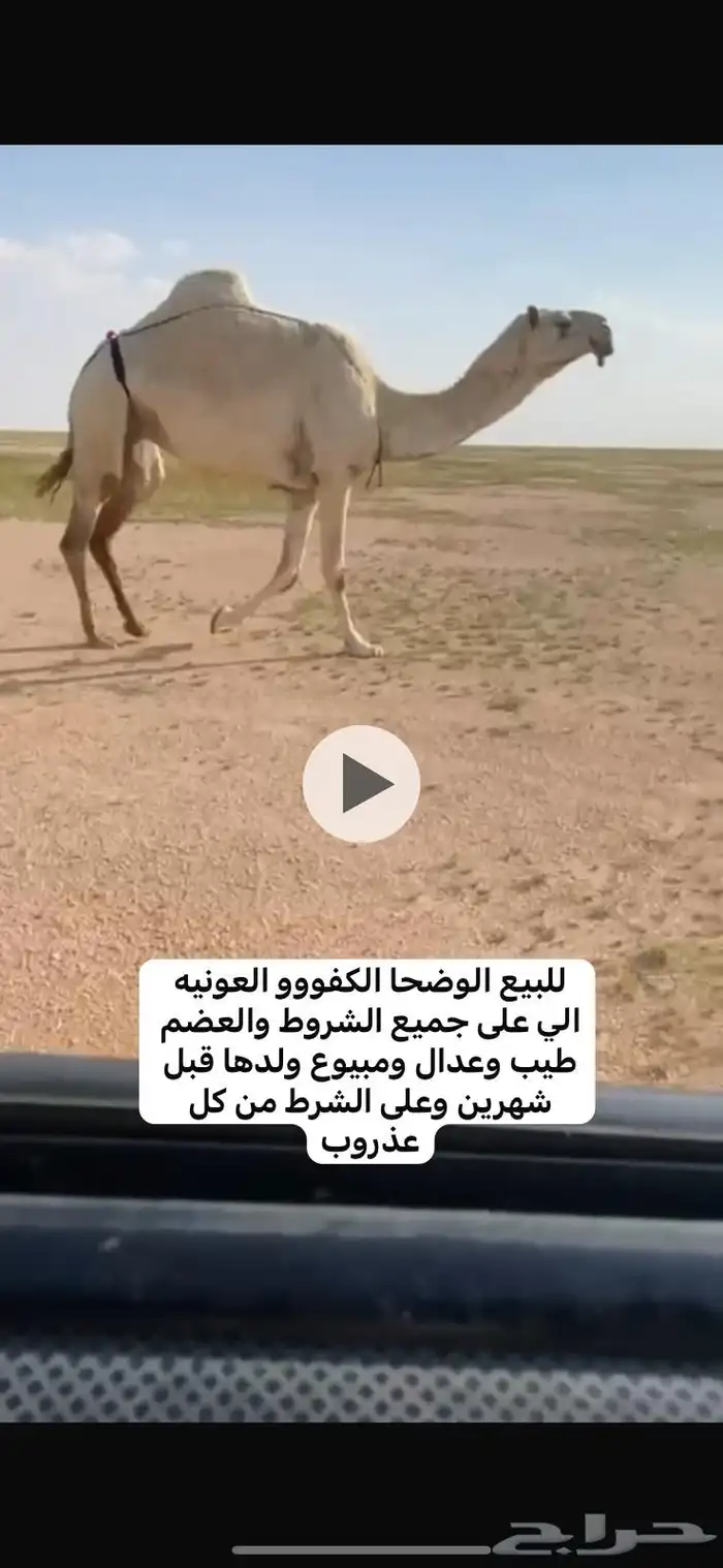 للبيع ضريبه كفو والقحه ملاقي 1