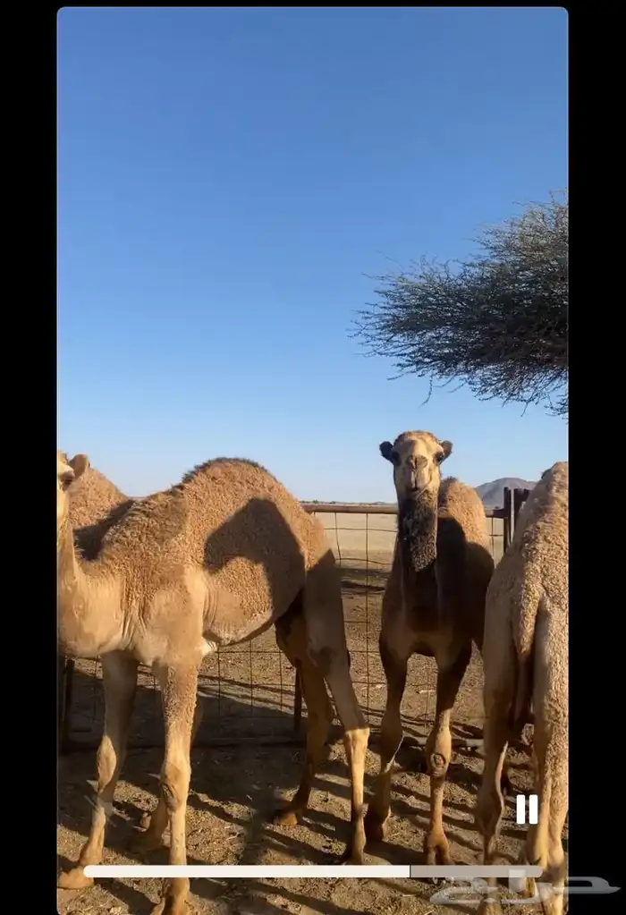 حشو 0