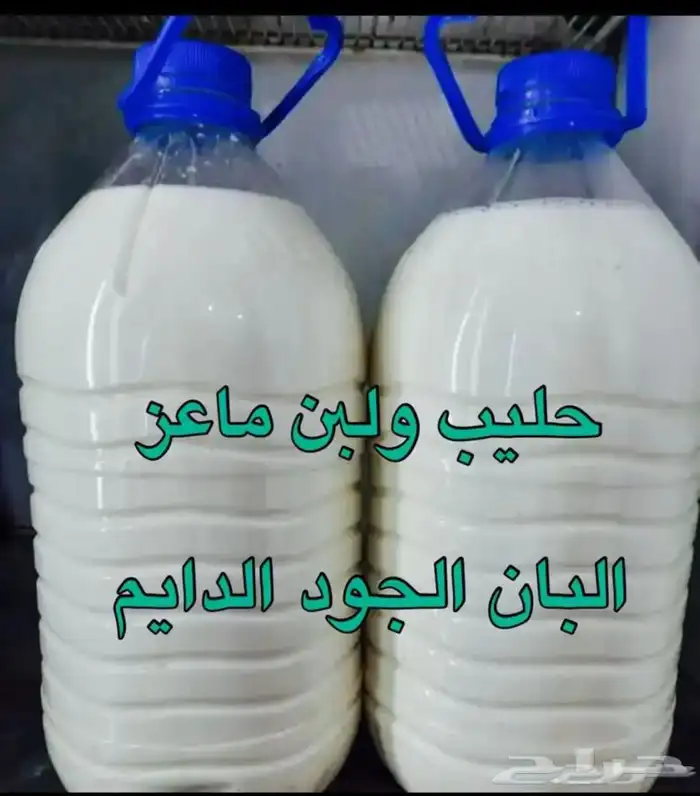 حليب و لبن و زبدة وسمن ماعز و غنم 1