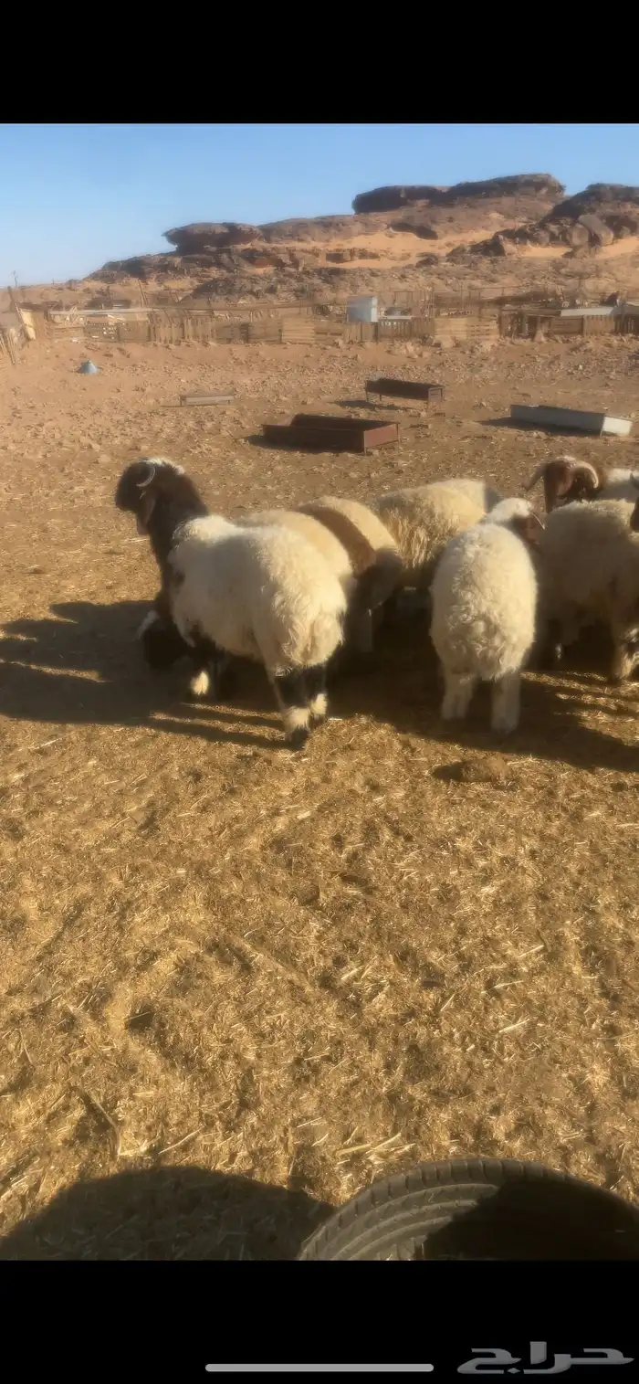 خرفان ورخال جميع الاحجام متوفره كلهاء جذعان 0