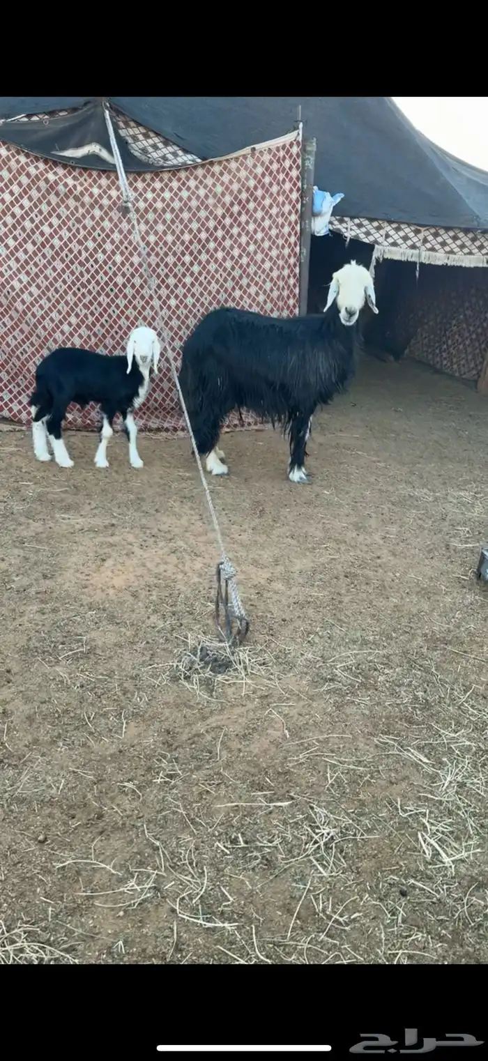 نجديه رغوث 2