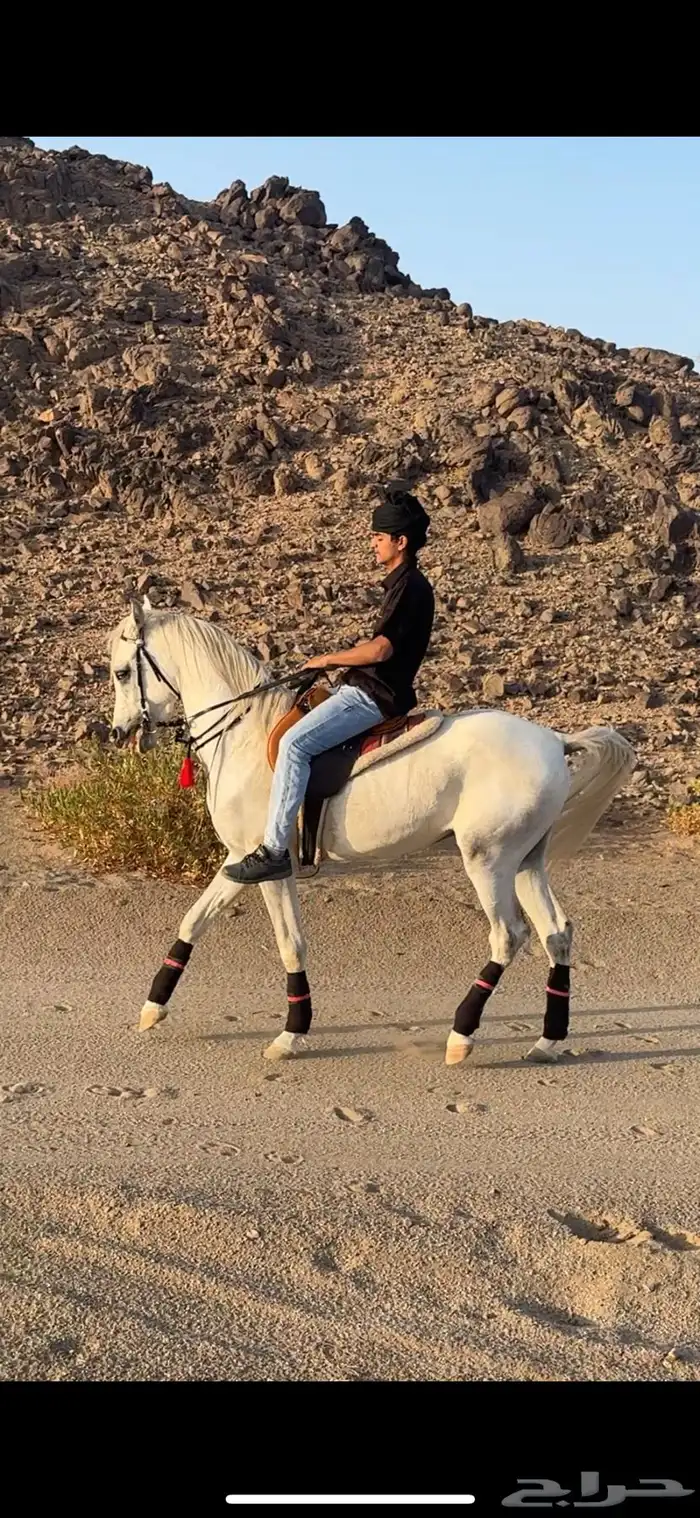 عسف واعادت عسف وايوا 9
