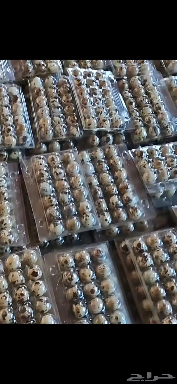 سمان فري مريعي 5