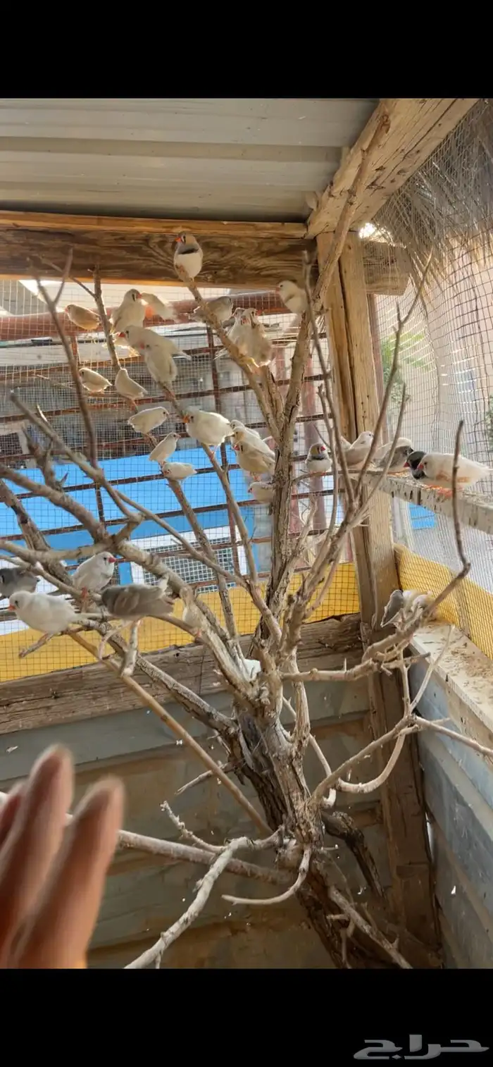 زيبرا انتاج. على آخر سومه 3