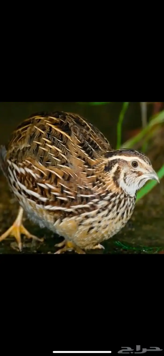 سمان فري مريعي 1