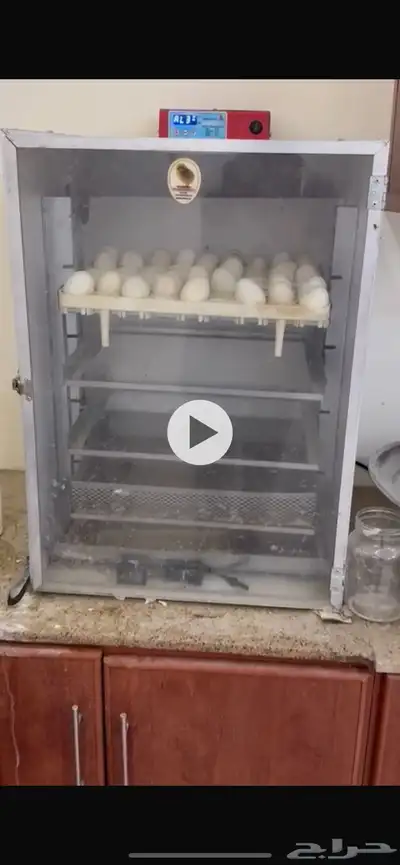 فقاسة تماتيك إيطالية تم البيع 0