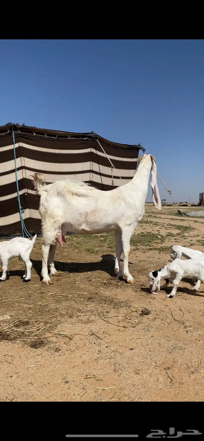 عنز هولنديه برصا تحتها 3 0