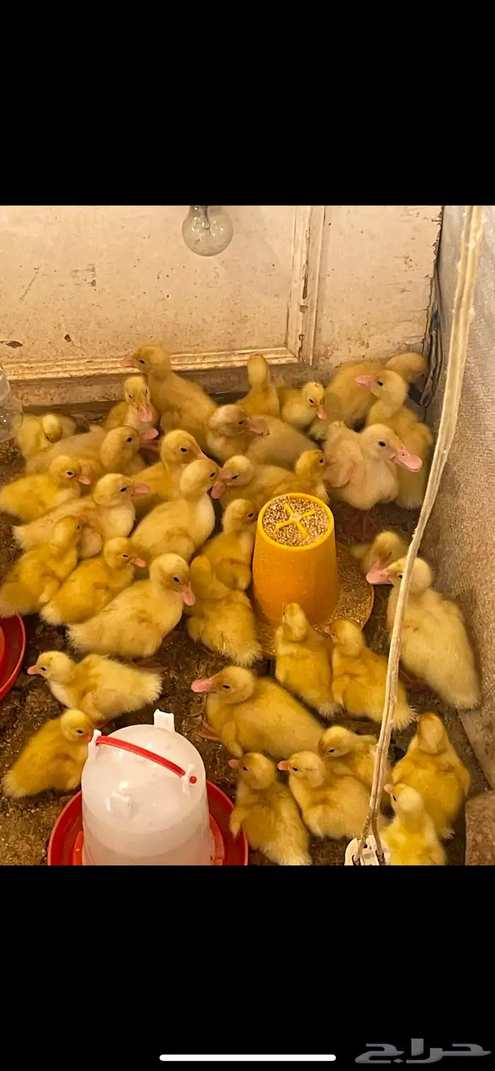للبيع صوص بط بكيني يوجد دفعه كل اسبوع 0